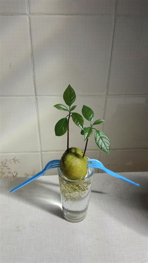 We did not find results for: My avocado seed sprouted with two stems #gardening #garden ...