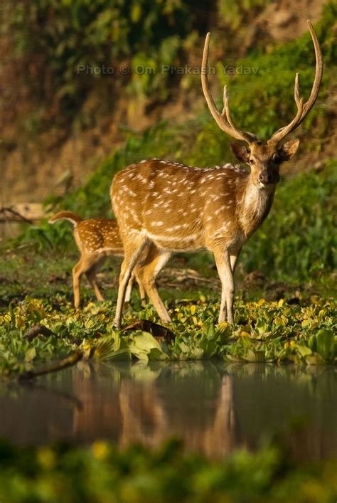 Spotted Deer In Chitwan National Park Wild Animals Pictures Pet