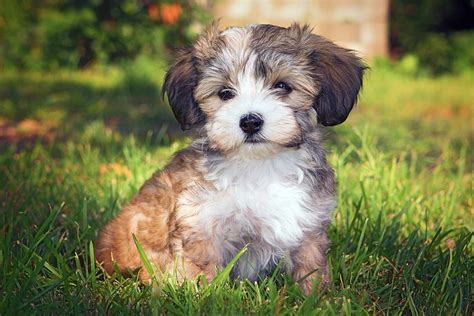 Havanese Dog Breed Information And Characteristics Daily Paws