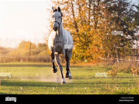 Beautiful Arabian Horse Run Gallop In Flower Meadow Stock Photo Alamy