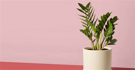 The 8 Best Indoor Plants For The Office According To Plant Experts
