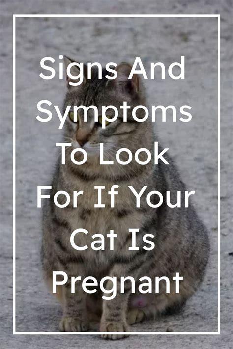 Signs And Symptoms To Look For If Your Cat Is Pregnant Pregnant Cat