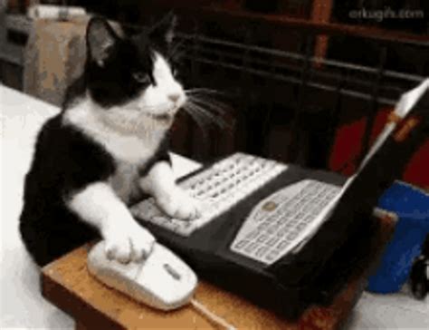 Typing Cat S Wiffle