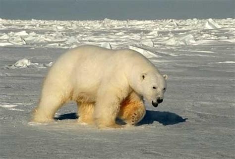 Russian Scientists Are ‘besieged By Polar Bears At A Remote Arctic