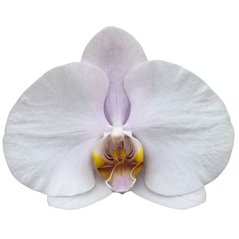 happy valentina walter grootscholten orchid nursery