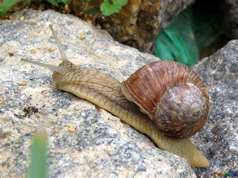 Fast Snail Free Image № 27471