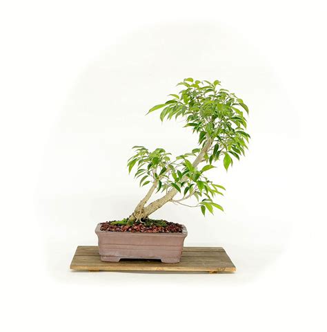 Ficus Philippinensis Bonsai Tree Emerging Creation Collection From