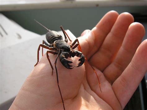 Tailless whipscorpion a coronatus hunting session. Flickriver: Most interesting photos from Amblypygi ...