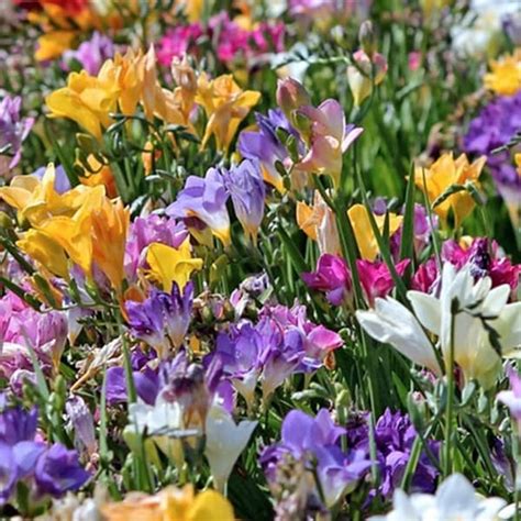Famously Fragrant Mixed Freesia Flower Bulbs Pack Of 30 Or 60 Bulbs