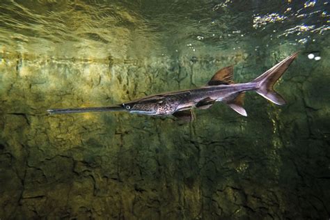 The Primordial Paddlefish Is Being Reintroduced To Texas Lakes