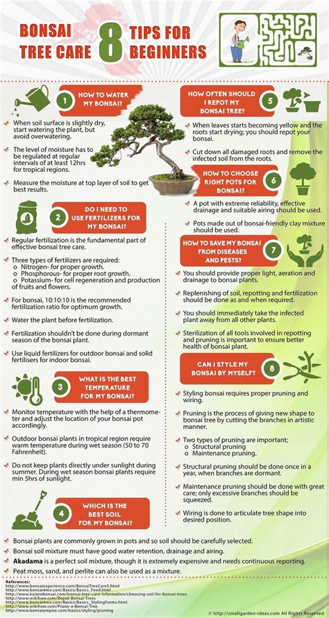 Bonsai Tree Care 8 Tips For Beginners Infographic Bonsai Tree