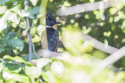 As The Crow Flies A Hong Kong Birding Blog Japanese Paradise
