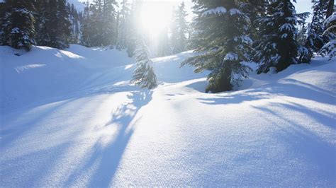 Download Wallpaper 1920x1080 Snow Trees Sunlight Snowdrifts Winter