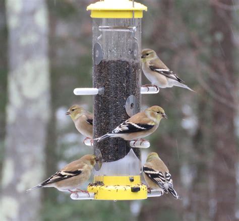 Birds Unlimited Bird Feeders Garden Birds Uk