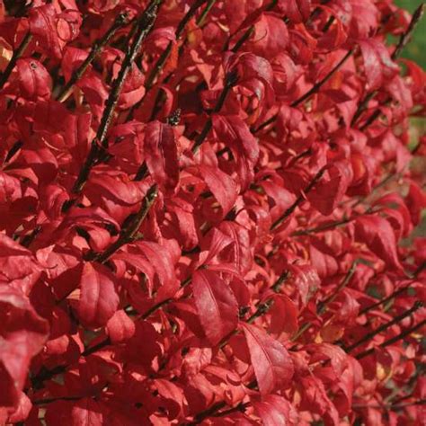 Unforgettable Fire Euonymus Spring Meadow Wholesale Liners Spring
