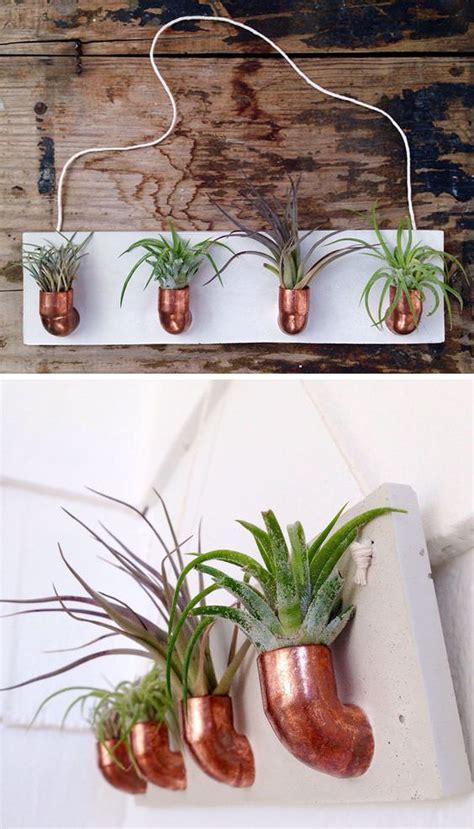 12 Elegant Ways To Bring Air Plants Into Your Home Gardening Viral