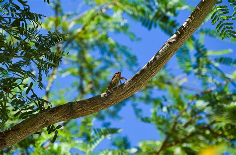 Free Images Tree Nature Forest Branch Bird Sunlight Leaf