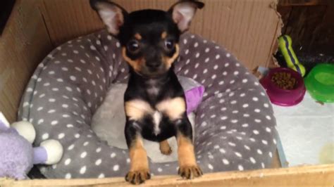 Cute Black And Tan Chihuahua Puppy 7 Weeks Youtube