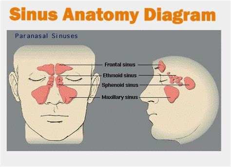 Structure Of Sinuses My Xxx Hot Girl