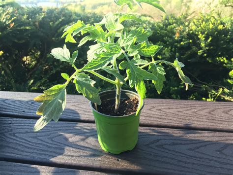 Tomato Plants For Sale