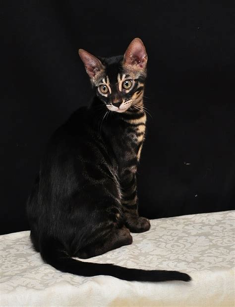 Viper is a charcoal bengal his type of color and pattern is most often seen in early generation they are socialized from birth. Bengal charcoal bengal cat prix
