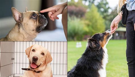 7 Types Of Dog Training Which Method Is Best For You Itrainmydog