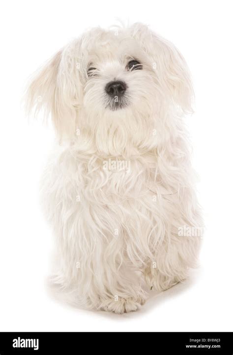 Maltese Dog Hi Res Stock Photography And Images Alamy