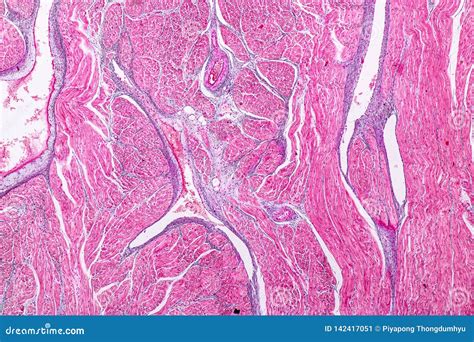 Human Heart Cells Under Microscope