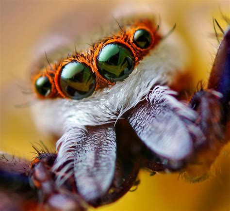 Beautiful Macro Photography Of Jumping Spiders