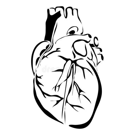 Outline Heart Human Internal Organs Stock Vector Illustration Of Icon