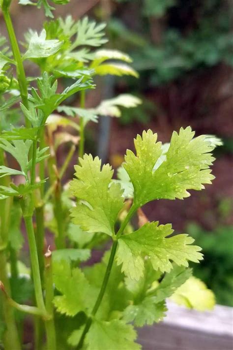 Learn How To Grow Cilantro And Coriander Gardeners Path