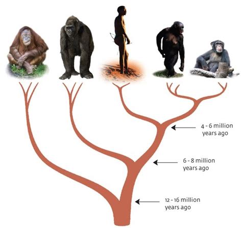 Evolution Study Notes Mrs Englands Website