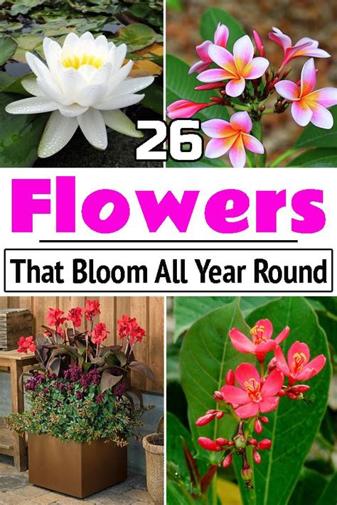To have continuous flowers from bulbs, you will need to select and plant a variety of bulbs that bloom during different seasons. Gorgeous Flowers That Bloom All Year Round in India! in ...