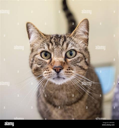 Tabby Hi Res Stock Photography And Images Alamy