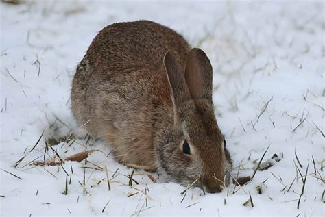 Where Do Rabbits Go In The Winter