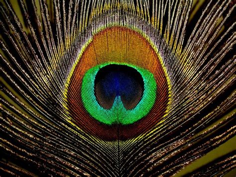 Peacock Feather Wallpaper X Feather Wallpaper