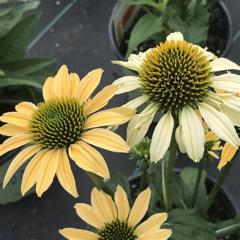 Echinacea Purpurea Mellow Yellows From Saunders Brothers Inc
