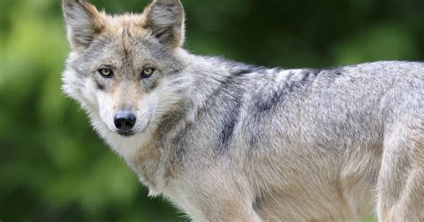 Endangered Mexican Gray Wolf At Michigan Zoo Dies Cbs Detroit