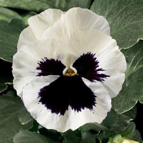 Pansy F1 White Blotch Flower Seeds — Plantsmarket