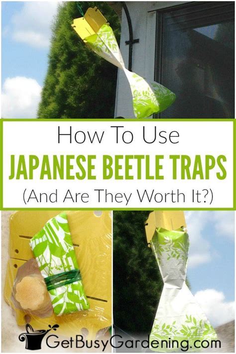 How To Use Japanese Beetle Traps And Are They Worth It
