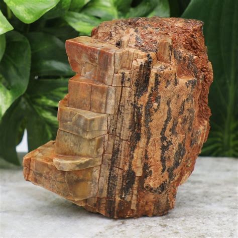 Petrified Wood Stone Stunning Fossilized Wood Log Large Etsy