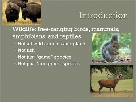 Ppt Introduction To Wildlife Management Powerpoint Presentation Free