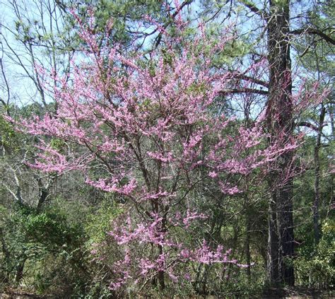 Hardwood trees are prolific across the u.s. Using Georgia Native Plants: White Blooming Roadside Trees