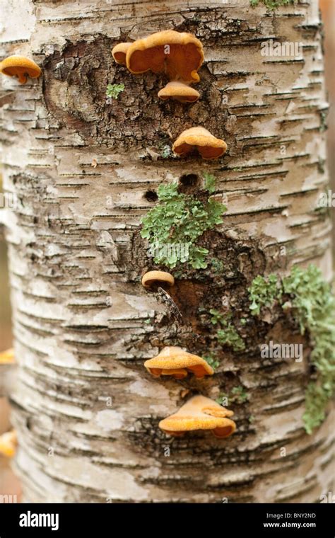 Birch Fungus Hi Res Stock Photography And Images Alamy