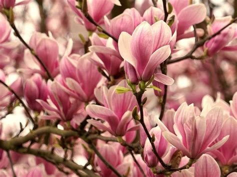 Flower Trees Top 5 Spring Blooming Shrubs And Trees