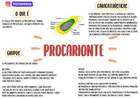 19 Photos Unique Celula Procarionte Mapa Mental 6a6 Procarionte