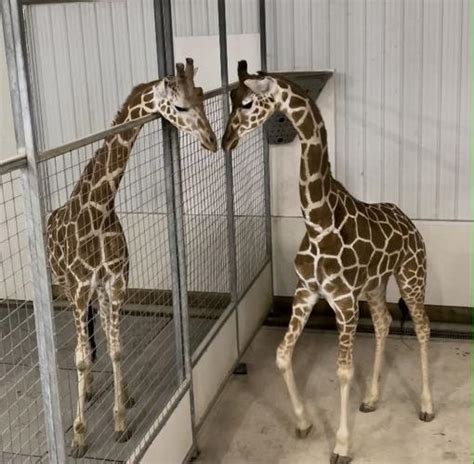 Plumpton Park Loses Annabelle The Giraffe News