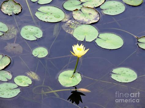 Water Lily And Bud Photograph By Beth Williams