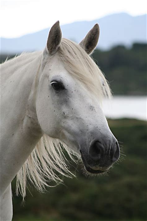 connemara pony gallop  discover