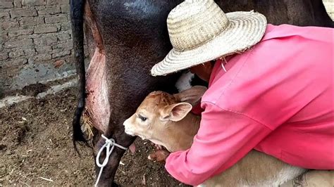 Cuidando Da Vaca Que Deu Criacolocando A Bezerra Pra Mamar Pela